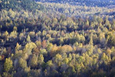 Sonbahar - renkli ağaçlar başlangıcı