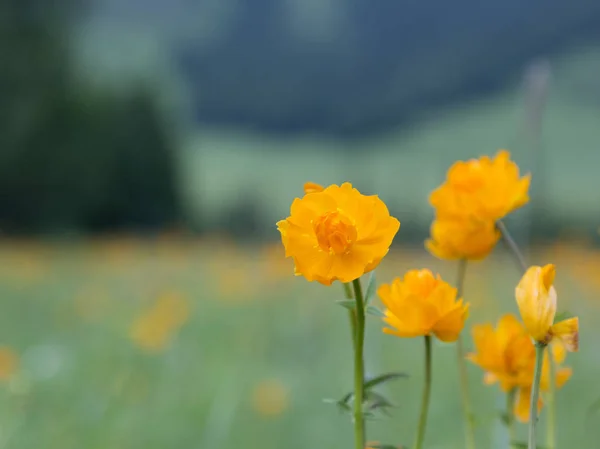 กุหลาบสีส้ม (ลาติน ทรูเลียส ) — ภาพถ่ายสต็อก