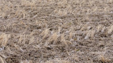 Kıştan sonra ürün hasat alanında