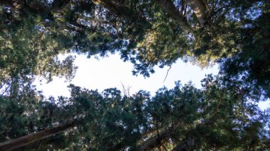 Nikko Suginami Cedar Caddesi