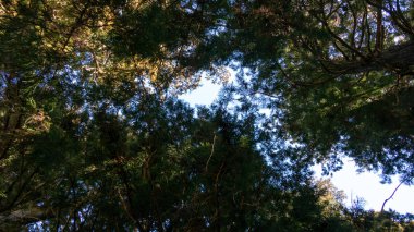 Nikko Suginami Cedar Caddesi