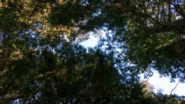 日光の杉並杉並 — ストック写真