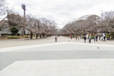 Ueno Onshi Parkı'nda kimliği belirsiz kişiler yürüyor