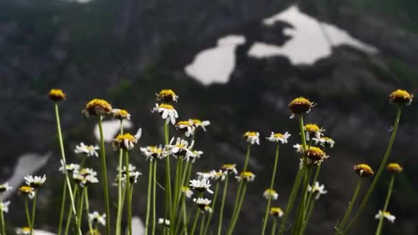 Κινηματογράφηση σε πρώτο πλάνο από άνθη χαμομηλιού, χιόνι κορυφές των βουνών στο παρασκήνιο — Αρχείο Βίντεο