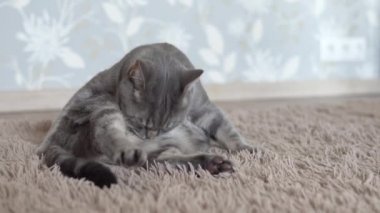 Gri çizgili kedi bej bir battaniye üzerinde yatıyor ve yıkar