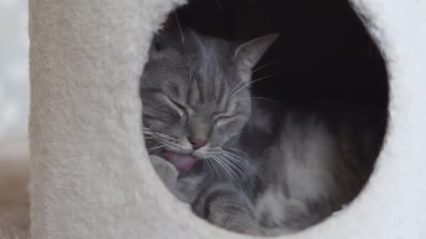 Britânico Gato Lavagem Relaxante Sua Casa Gato — Vídeo de Stock