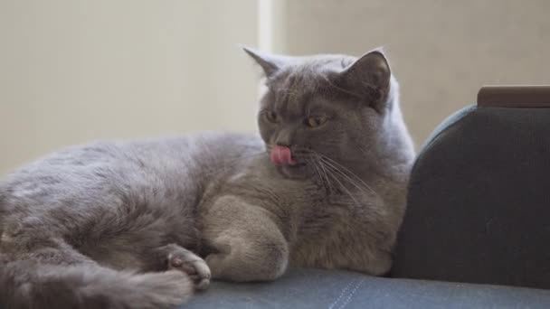 Gato Británico Gris Azul Descansando Lavando Bostezando Dos Veces Cámara — Vídeos de Stock