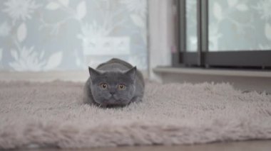 İngiliz kedi avı eylem kamera için avcılık ve kovalama