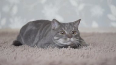 Kedi halı üzerinde yatıyor ve oyuncak konsantre eylem kamera üzerinde izlemek
