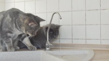 Mutfakta masada oturan ve duş alarak sızdıran musluk bakarak iki İngiliz kedi