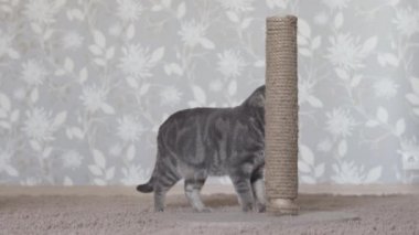 Gri kedi direğine gelip yerde yatıyor.