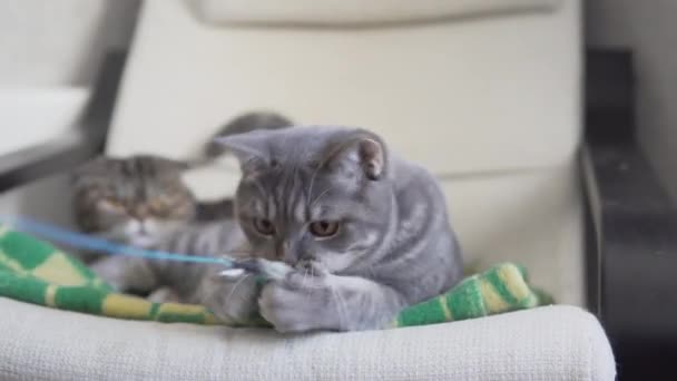 Σκοτσέζικη Ευθεία Γάτα Αναπαύεται Και Κυνηγώντας Και Παίζοντας Φτερό Γάτα — Αρχείο Βίντεο