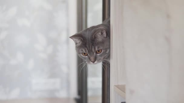 Funny Gray Cat Looks Out Cupboard Chasing Toy Action Camera — Stock Video