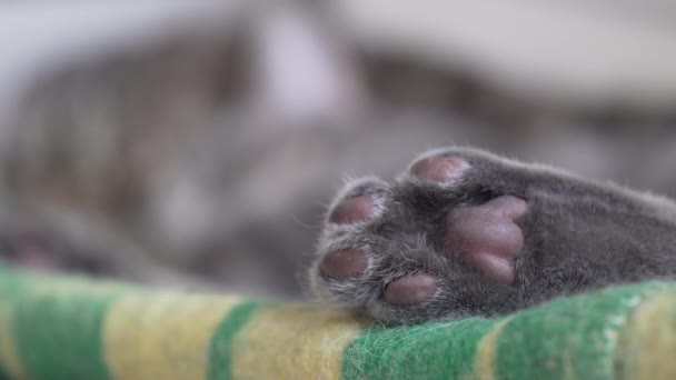 Eerste Dan Tweede Cat Poten Stretching Close Focus — Stockvideo