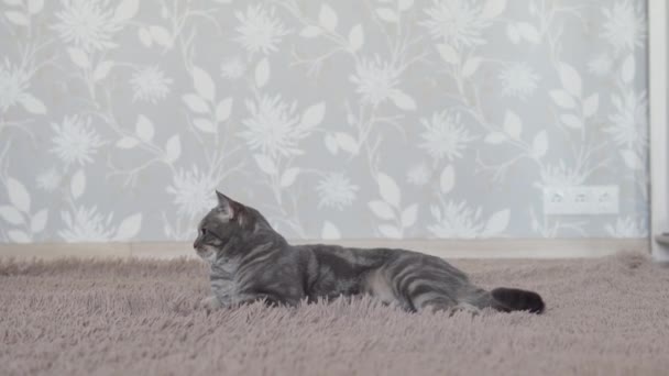 Chat Britannique Relaxant Sur Tapis Brun Caméra Action — Video