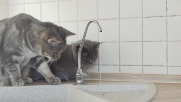 Dois Gatos Britânicos Sentados Mesa Cozinha Olhando Para Torneira Vazando — Vídeo de Stock