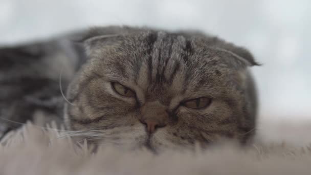Шотландська Висловуха Кішка Лежала Коричневому Килимі Дивиться Вперед Крупним Планом — стокове відео