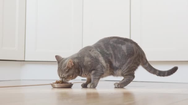 Schotse Straight Cat Komt Naar Zijn Zilveren Kom Het Eten — Stockvideo