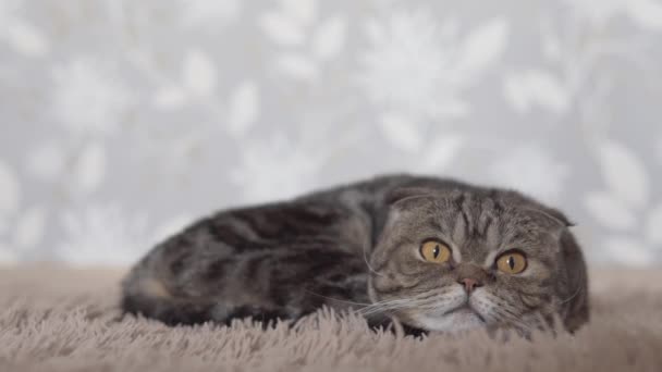 苏格兰折叠猫躺在棕色地毯上 期待特写镜头 — 图库视频影像