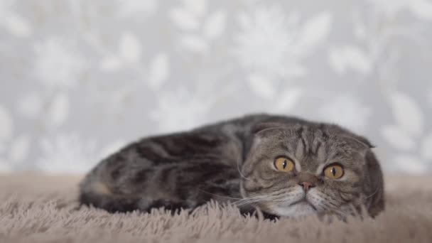 Gato Pliegue Escocés Acostado Alfombra Marrón Mirando Hacia Adelante Vista — Vídeos de Stock