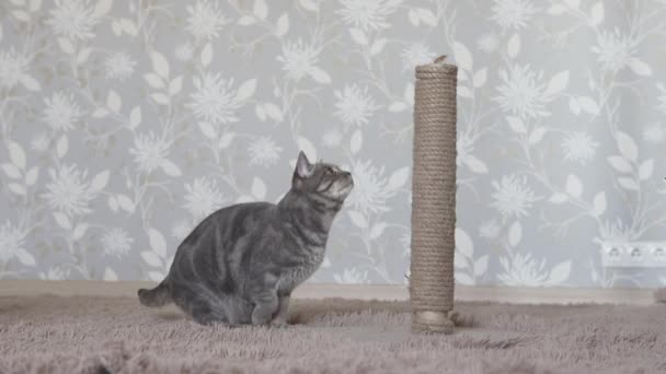 Gray Striped Cat Jumping Scratching Post — Stock Video