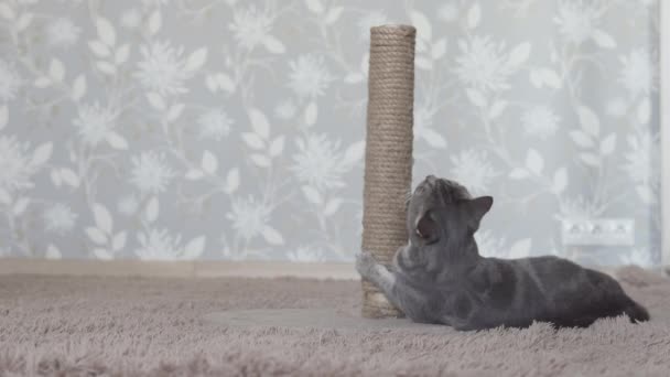 Gris Lindo Gato Acostado Relajante Suelo Tocando Rasguño Post — Vídeo de stock