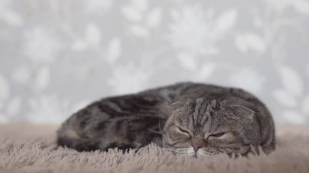 Scottish Fold Katt Liggande Brown Carpet Och Ser Fram Emot — Stockvideo
