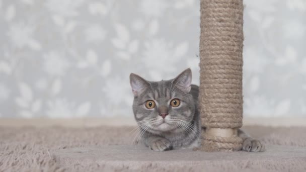 Британская Кошка Прячется Поцарапанным Столбом Ищет Кошачью Игрушку — стоковое видео