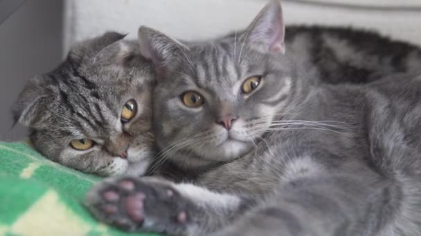 Две Кошки Мама Сын Отдыхают Спят Стуле Зеленой Желтой Клеткой — стоковое видео