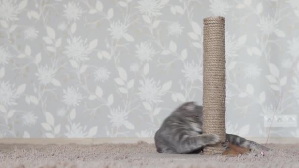 Gato Gris Jugando Con Pluma Palo Gato Juguete — Vídeo de stock