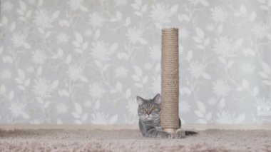 İngiliz kedi tırmalama sonrası arkasında gizleme ve kedi oyuncak arıyor