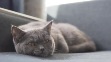 Mavi kanepede rahatlatıcı İngiliz sevimli kedi