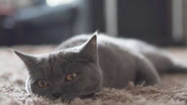 İngiliz sevimli kedi kahverengi halı üzerinde rahatlatıcı