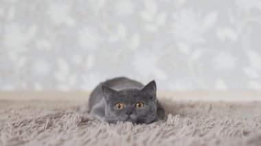 İngiliz kedi kovalayan ve kedi oyuncak arıyor