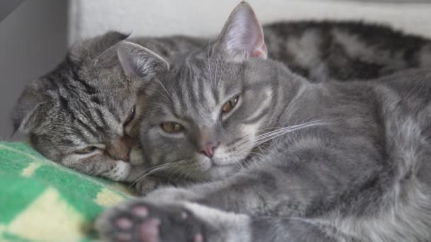 Két Macskák Anya Fia Pihenő Alszik Széken Zöld Sárga Kockás — Stock videók