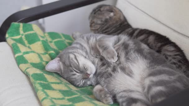 Deux Chats Maman Fils Reposant Dormant Sur Chaise Carreaux Verts — Video