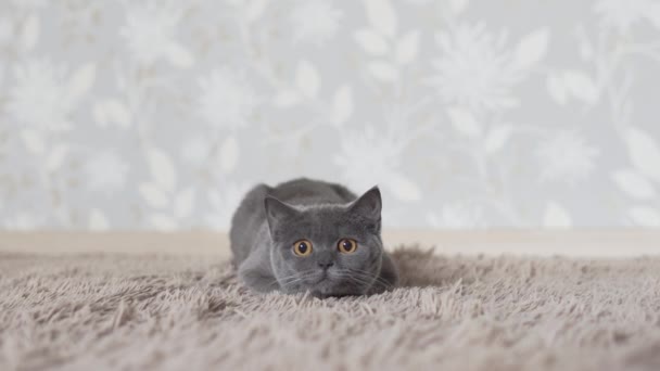 英国猫追逐和寻找猫玩具 — 图库视频影像