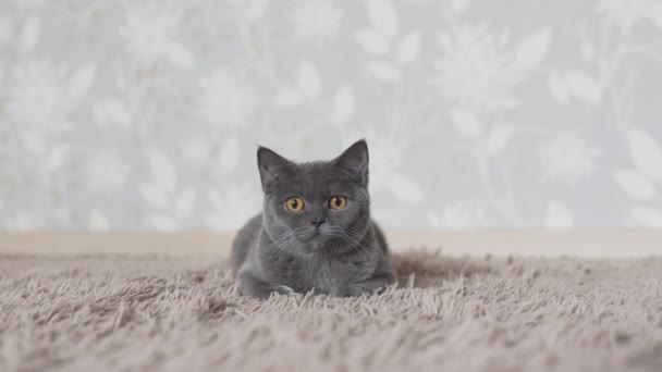 Британская Кошка Гонится Ищет Кошачью Игрушку — стоковое видео
