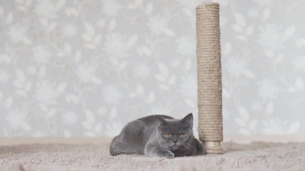 Szary Niebieski Kot Spoczywający Brązowej Plaid Pobliżu Drapania Postu — Wideo stockowe