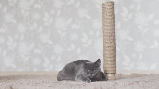 Gris Azul Gato Descansando Marrón Cuadros Cerca Con Rasguño Post — Vídeo de stock