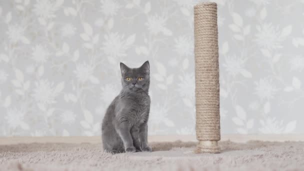 Gato Azul Bonito Sentado Chão Perto Arranhar Posto Sai Final — Vídeo de Stock
