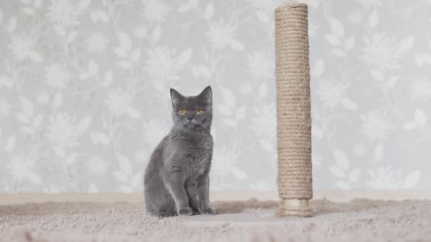 Schattige Blauwe Kat Zittend Vloer Buurt Van Krassen Post Komt — Stockvideo