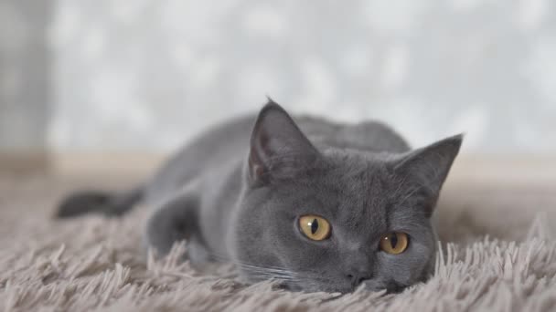 英国可爱的猫放松在棕色地毯上 — 图库视频影像