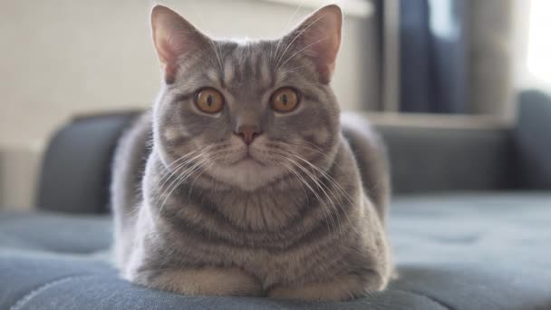 Skót Egyenes Macska Nyugszik Kék Kanapén Várja Kamera — Stock videók