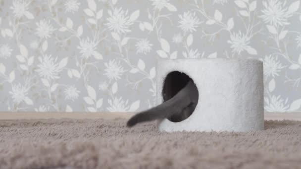 英国の猫は彼の小さな猫の家に来る — ストック動画