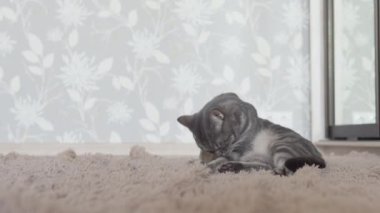 Gri çizgili kedi kahverengi ekose üzerinde yatan ve kendini yıkama