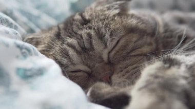 İskoç Fold kedi Sleeping üzerinde beyaz battaniye çekim görünüm