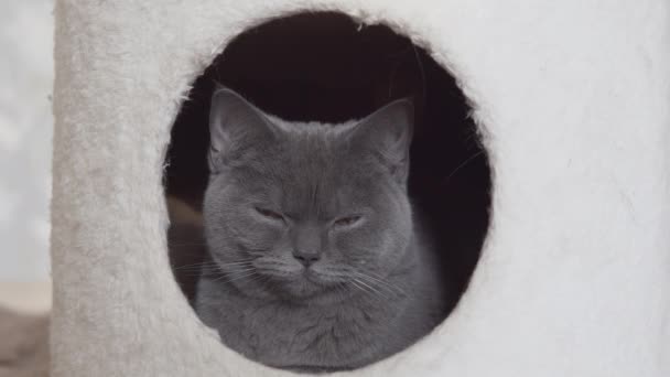 Gatto Britannico Dormire Rilassarsi Nella Casa Del Suo Dolce Gatto — Video Stock