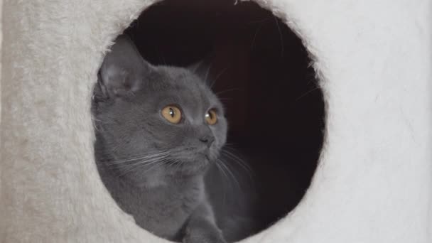 Британская Кошка Присматривает Домом Своей Милой Кошки — стоковое видео