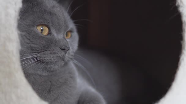 Britânico Gato Dormindo Relaxante Casa Seu Gato Doce Closeup — Vídeo de Stock